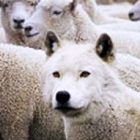 lobo_ovelhas