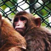 macacos